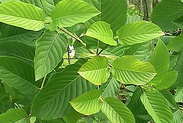 white-vein-kratom-leaves.webp