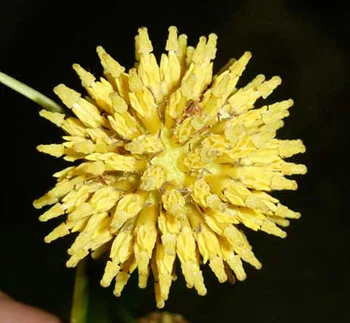 mitragyna_speciosa_flower.webp