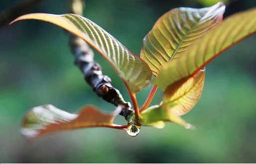 kratom.webp