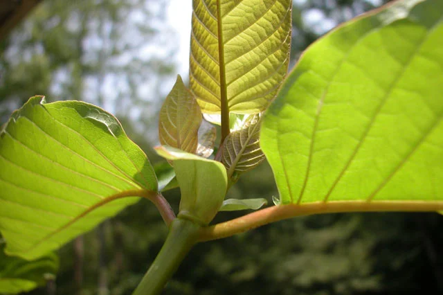 young-kratom-tree.webp