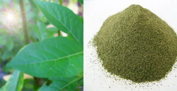 Green Malay Kratom