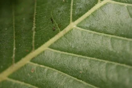 Kratom Leaf close up