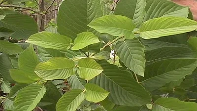 Kratom Leaf