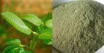 White Vein Sumatra Kratom